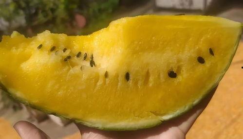 吃瓜h,揭秘吃瓜h背后的故事与影响