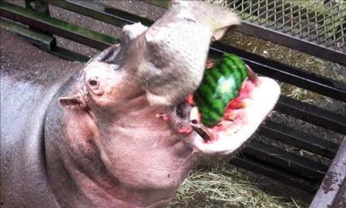 吃瓜河马,趣味横生的动物奇闻