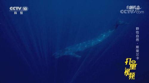蓝鲸视频,揭秘海洋生物的神秘世界