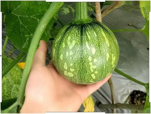 贵州财经天台吃瓜,一场别开生面的“吃瓜”盛宴